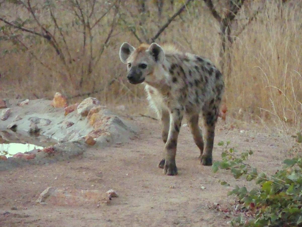 Bushvilla Umoja Kruger Phalaborwa Εξωτερικό φωτογραφία