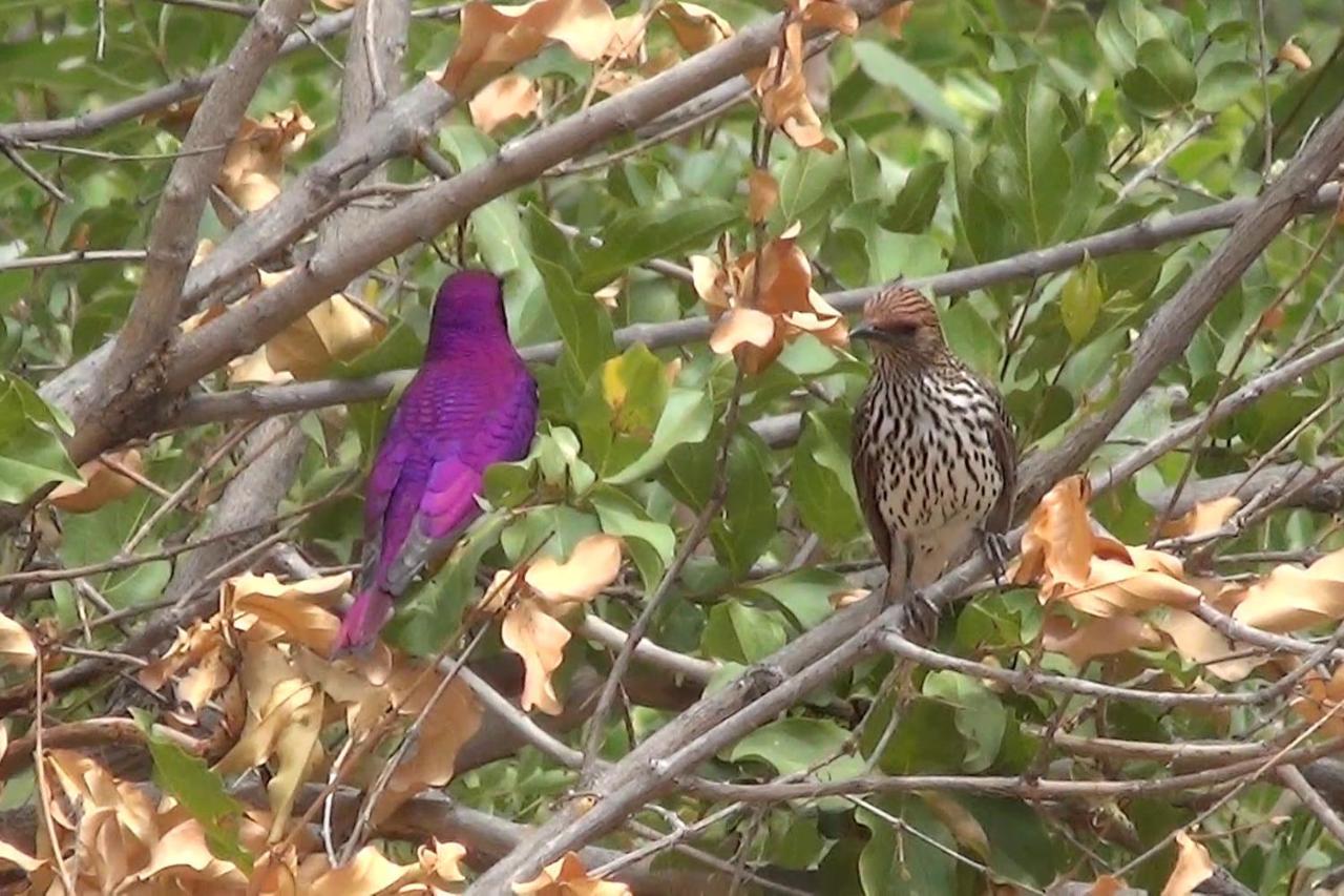 Bushvilla Umoja Kruger Phalaborwa Εξωτερικό φωτογραφία