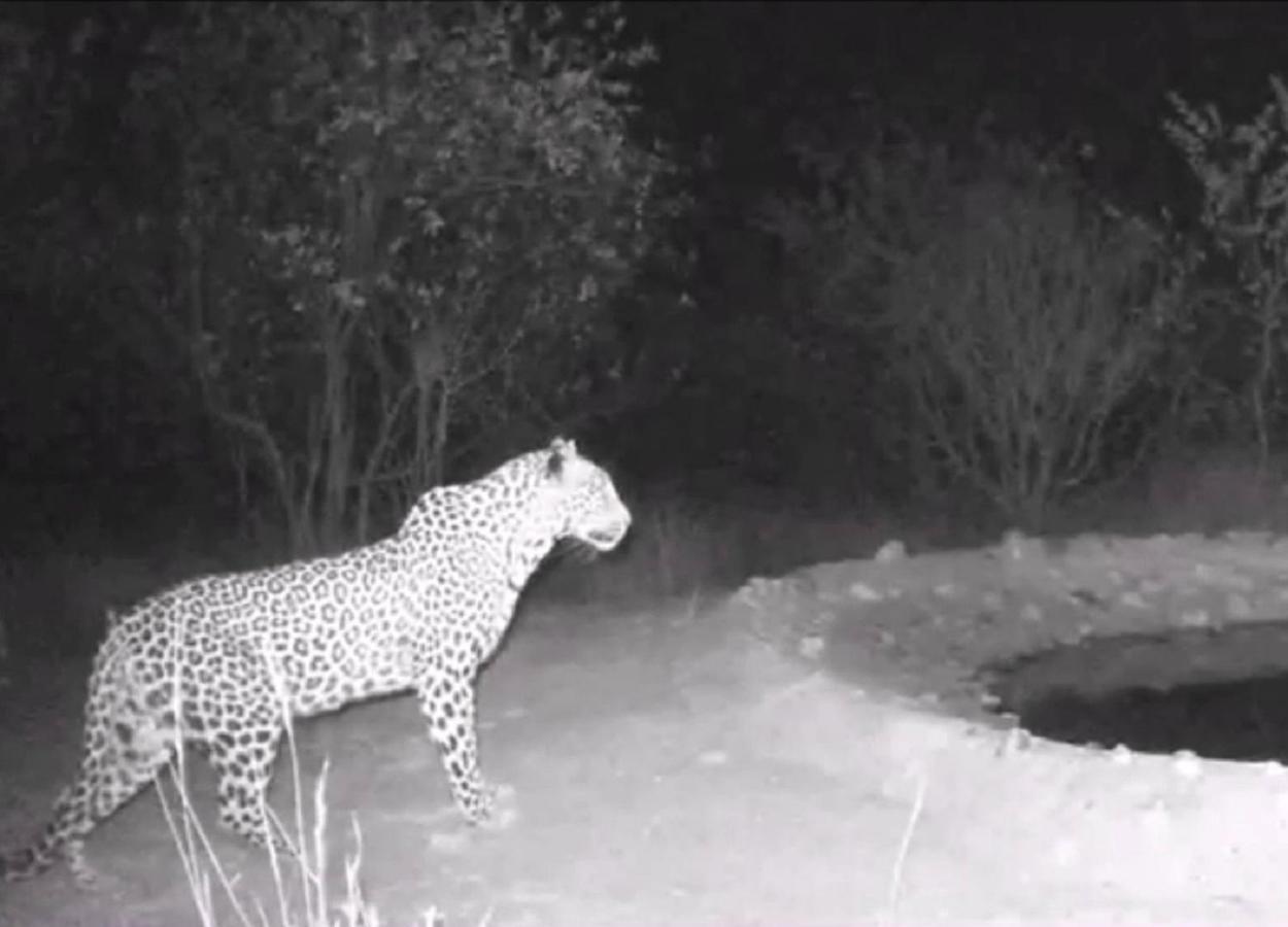 Bushvilla Umoja Kruger Phalaborwa Εξωτερικό φωτογραφία