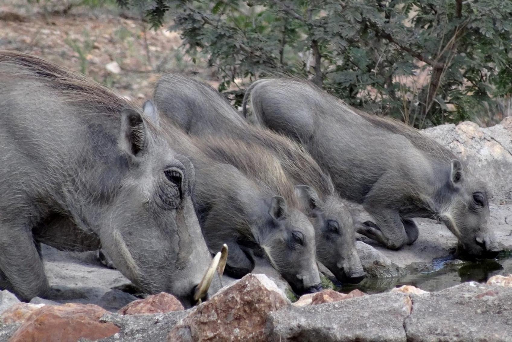 Bushvilla Umoja Kruger Phalaborwa Εξωτερικό φωτογραφία